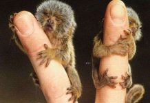 Những chú khỉ tí hon nhất thế giới