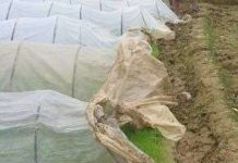 Gieo mạ trong mùng