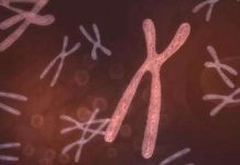 Bằng cách nào hệ thống khôi phục ADN có thể tái tạo lại nhiễm sắc thể? Bằng cách nào hệ thống khôi phục ADN có thể tái tạo lại nhiễm sắc thể?