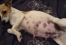 Động vật có ốm nghén như người?