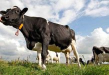 Bò có thể dự đoán được mưa Bò có thể dự đoán được mưa