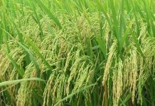 Lúa hoang giúp giải quyết việc thiếu lương thực