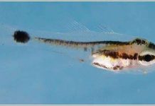 Cá tìm đường về “nhà” bằng cách nào? Cá tìm đường về “nhà” bằng cách nào?