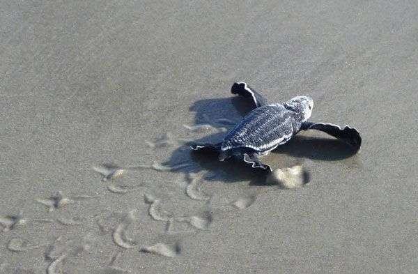 Lần theo dấu vết rùa da bằng vệ tinh