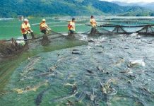 Nghiên cứu tác nhân gây nấm bệnh trên cá nước lạnh