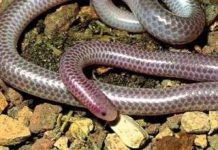 Rắn khởi nguồn từ lòng đất