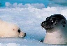 Hải cẩu cái chê “con trai địa phương” Hải cẩu cái chê "con trai địa phương"