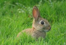 Nỗi lo cho loài thỏ trước Tết