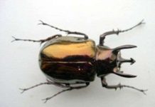 Bốn loài côn trùng sắp vào Sách đỏ