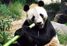 Trung Quốc bắt đền Nhật 500.000USD vì để gấu trúc chết