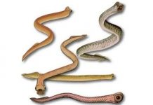 Những phát hiện mới nhất về các loài có độc