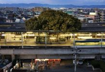 Cây 700 tuổi tại Nhật Bản cứ bị chặt là có người đổ bệnh