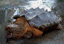 Xuất hiện rùa "khủng long" bí ẩn tại Nga