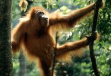 Hết thức ăn, đười ươi săn culi