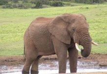 Khám phá bí ẩn về thế giới động vật