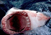 Cá mập có phải là sinh vật nguy hiểm nhất quả đất?