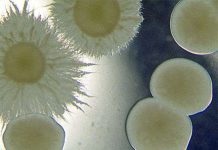 Kiểu “yêu” dị thường của mầm bệnh gây chết người Kiểu "yêu" dị thường của mầm bệnh gây chết người