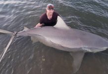 Cá mập bò mang thai dài 3m cắn câu trên sông Australia