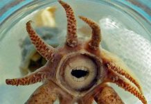 Mực và cá mọc răng giống người