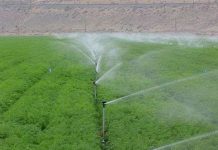 Ứng dụng công nghệ tưới phun mưa tại đảo Lý Sơn