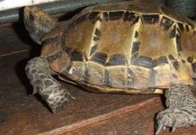 Phát hiện 19 con rùa núi viền cực hiếm