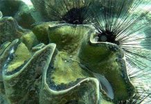 Bí ẩn loài “quái vật” ngao khổng lồ nặng 3 tạ Bí ẩn loài "quái vật" ngao khổng lồ nặng 3 tạ