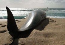 Cá voi mắc cạn tập thể tại New Zealand