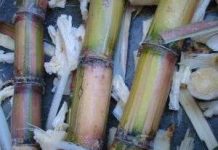 Phương pháp kỹ thuật sinh học có thể giúp cung cấp nguyên liệu trong tương lai