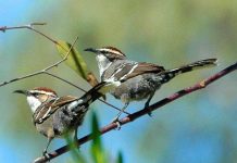 Chim Khướu Úc có thể sắp xếp âm thanh để truyền thông điệp như con người