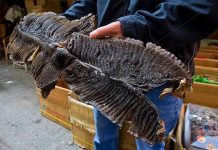 Sự thật tàn nhẫn phía sau vật lạ màu đen kỳ lạ Sự thật tàn nhẫn phía sau vật lạ màu đen kỳ lạ