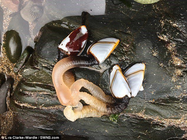 Phát hiện sinh vật biển kỳ dị trên bờ biển Anh