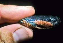 Rắn đổi màu giống như tắc kè