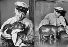 Những thú cưng đặc biệt từng được nuôi trong Nhà Trắng