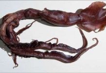 Loài mực ống phát sáng kỳ quái mới