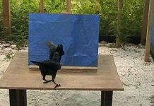 Quạ soi gương để làm gì?