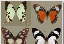 Bí mật lớp ngụy trang của loài bướm đuôi nhạn nằm trong gien