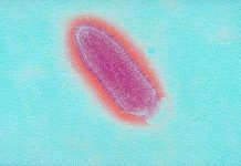 Sự khác nhau giữa virus, vi khuẩn và kí sinh trùng