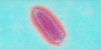 Sự khác nhau giữa virus, vi khuẩn và kí sinh trùng