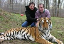 Việt Nam tăng cường thực thi pháp luật bảo vệ hổ