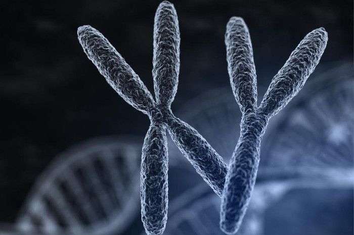 Virus thượng cổ có thể làm tăng tỷ lệ sinh con trai