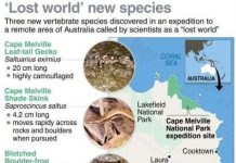 Phát hiện 3 loài thú quý còn sống từ thời... nguyên thủy