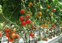 Bỉ nuôi trồng giống cà chua mới bằng cải tạo gen