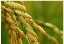 Những loại cây lương thực chính của thế giới