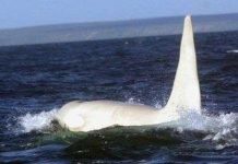 Lần đầu tiên phát hiện cá voi sát thủ trắng