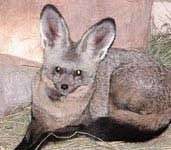 Cáo đực ở nhà làm nội trợ