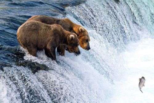 Gấu nâu vào mùa săn cá