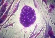 Nhà khoa học Hwang Woo-suk đã thực sự tạo ra tế bào gốc người