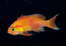 Ngắm những loài cá cực lạ ở rạn san hô Đông Ấn