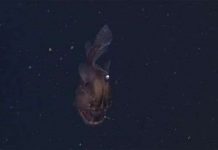 Lần đầu tiên bắt được cá “Quỷ biển đen”