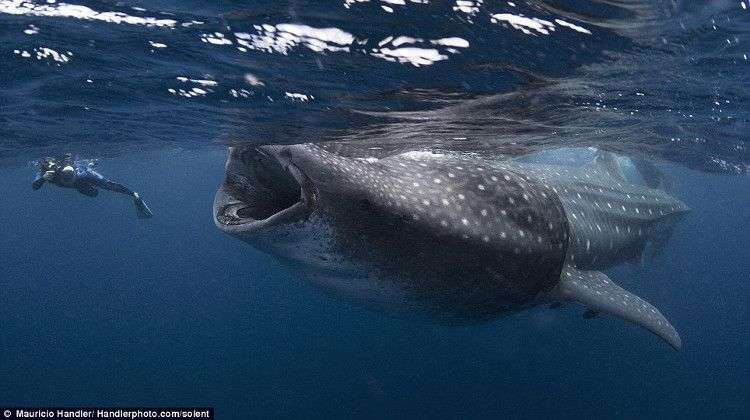 Chuyện gì xảy ra nếu bạn bị cá voi nuốt chửng?